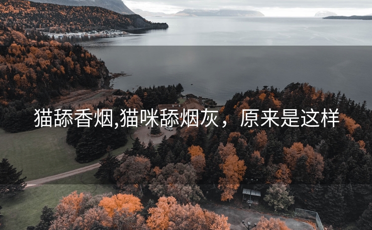 猫舔香烟,猫咪舔烟灰，原来是这样